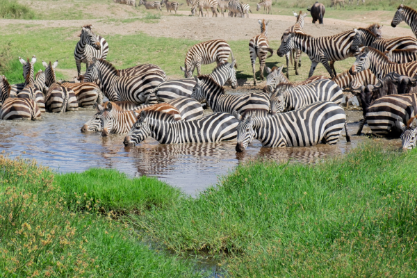 8DAYS 7 NIGHTS -CLASSIC SAFARI
