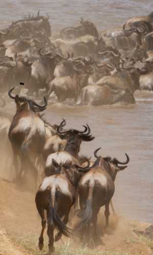 8 DAYS 7 NIGHTS-Gnu wonders(wildebeest )