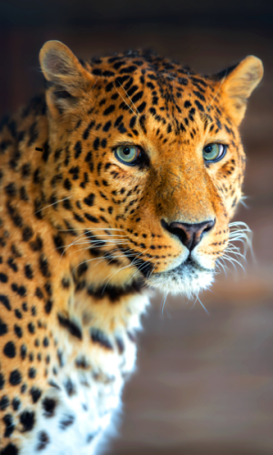 8 DAYS 7 NIGHTS-ODYSSEY SAFARI