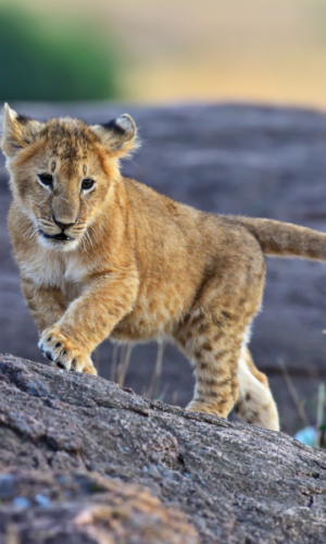 7 DAYS 6 NIGHTS-Tanzania wonders safaris