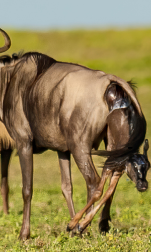 6 DAYS 5 NIGHTS - CALVING SEASON PACKAGE