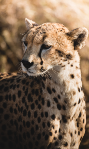 5 DAYS 4 NIGHTS - UNIQUE SAFARI