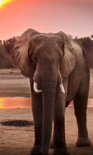 4 DAYS 3 NIGHTS -WEEKLY DEPARTURE SAFARIS