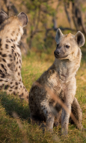 8 Days / 7 Nights – Classic Safari