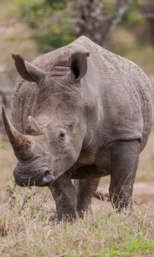 10 days unforgettable encounter safari