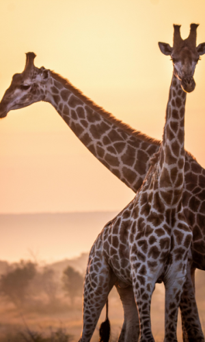 10 Days / 9 Nights – Safari North