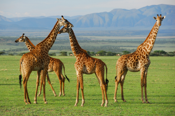 7 DAYS 6 NIGHTS - TANZANIA WONDERS SAFARIS