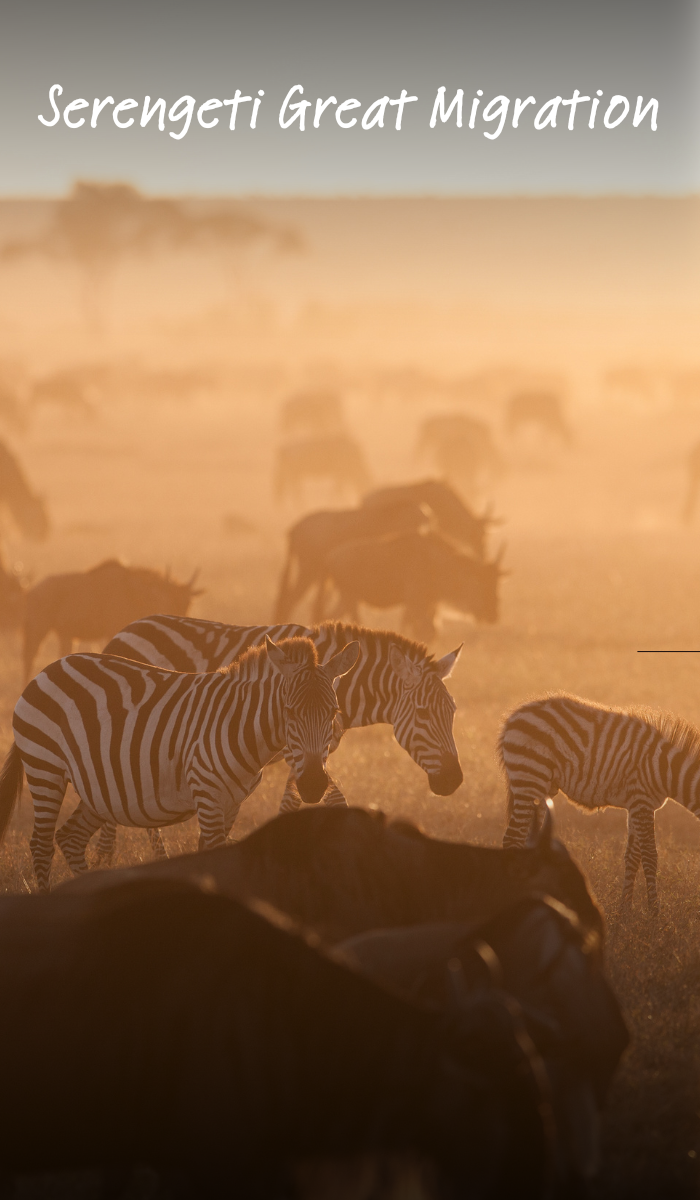 Serengeti Wildbeest Migration